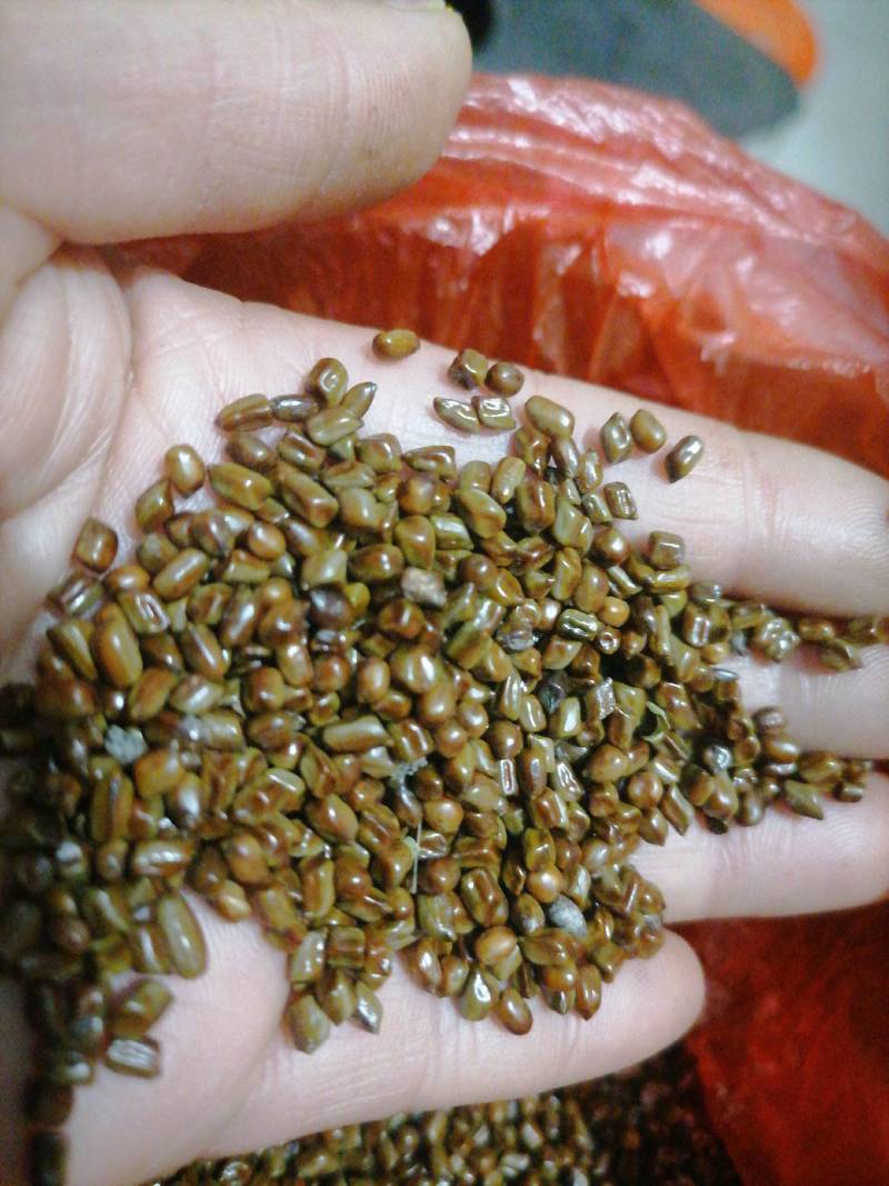 决明子野生，精选，可化验，一手货源！保证质量泡茶做枕头爽