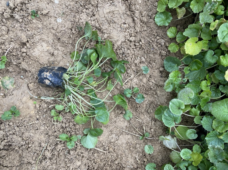 二月兰种植基地609万二月兰自产自销青州二月兰