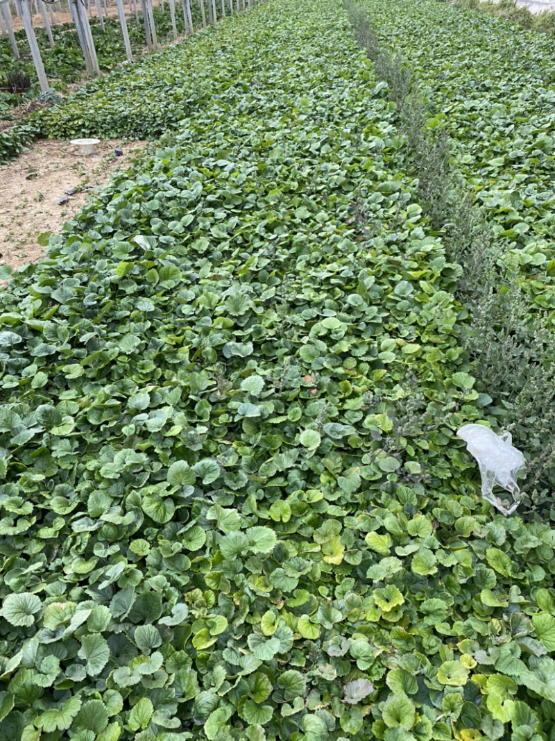 二月兰种植基地609万二月兰自产自销青州二月兰