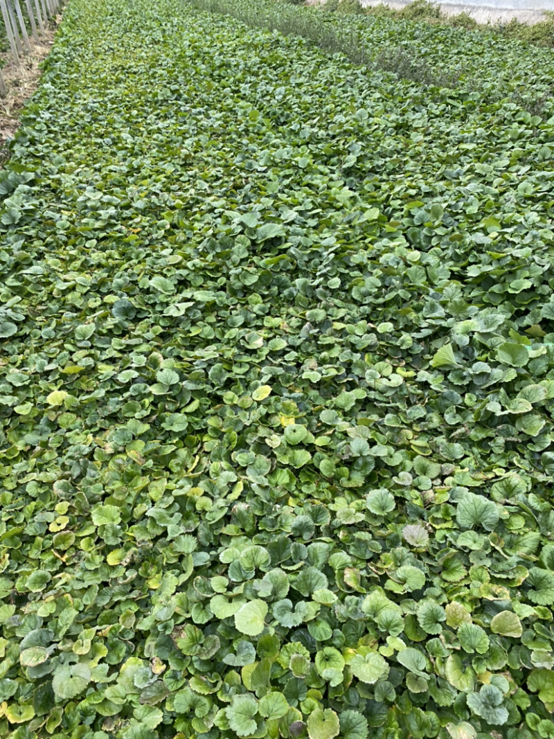 二月兰种植基地609万二月兰自产自销青州二月兰