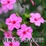 紫茉莉花种子夜来香盆栽地雷花园艺芳香花卉种子春播花籽