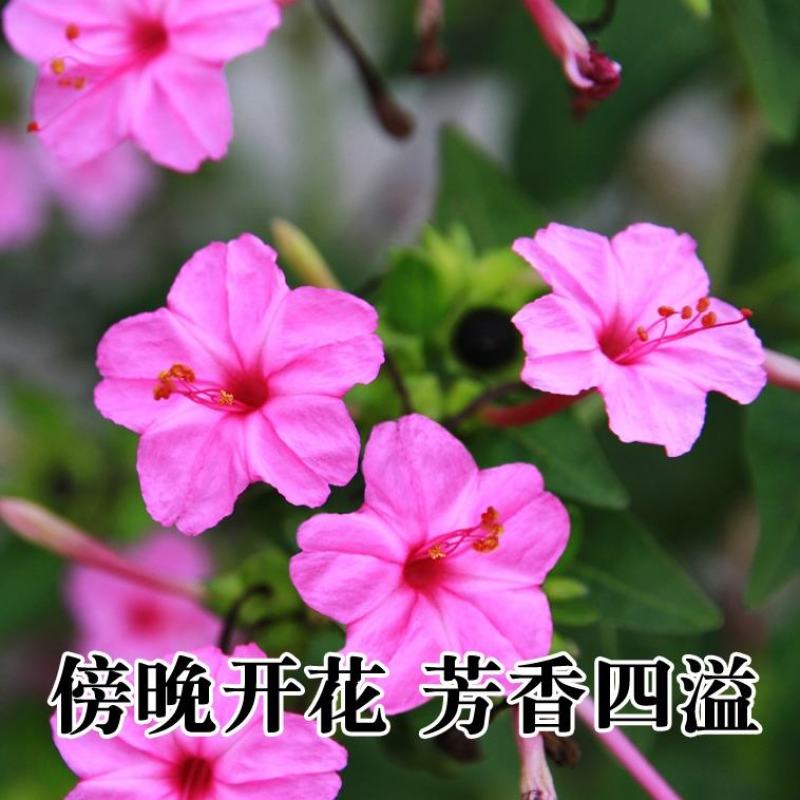 紫茉莉花种子夜来香盆栽地雷花园艺芳香花卉种子春播花籽