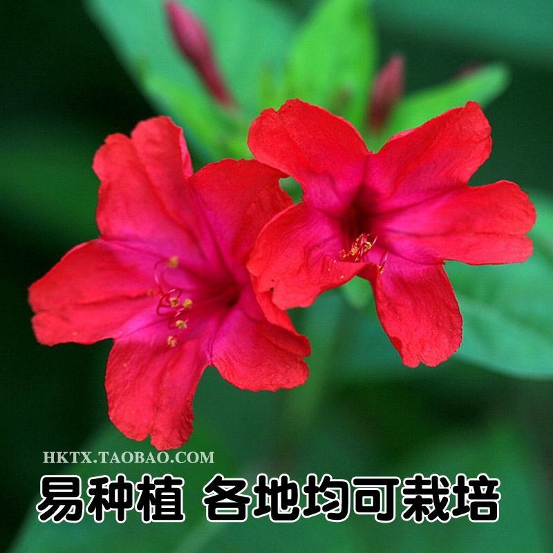 紫茉莉花种子夜来香盆栽地雷花园艺芳香花卉种子春播花籽