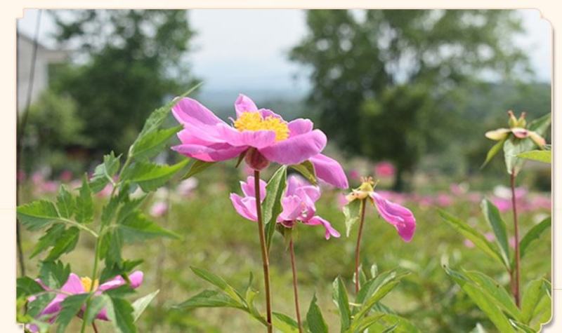 白芍正品白芍片中药包含量白芍炒白芍免费打粉
