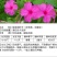 紫茉莉花种子夜来香盆栽地雷花园艺芳香花卉种子春播花籽