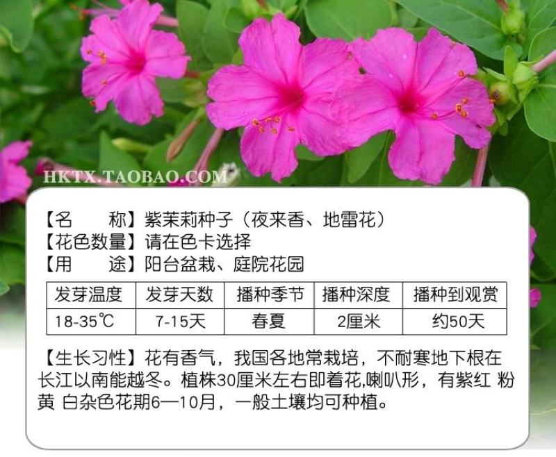 紫茉莉花种子夜来香盆栽地雷花园艺芳香花卉种子春播花籽