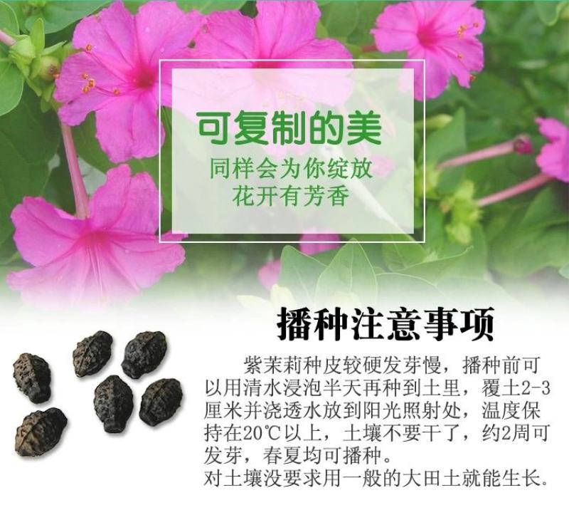 紫茉莉花种子夜来香盆栽地雷花园艺芳香花卉种子春播花籽