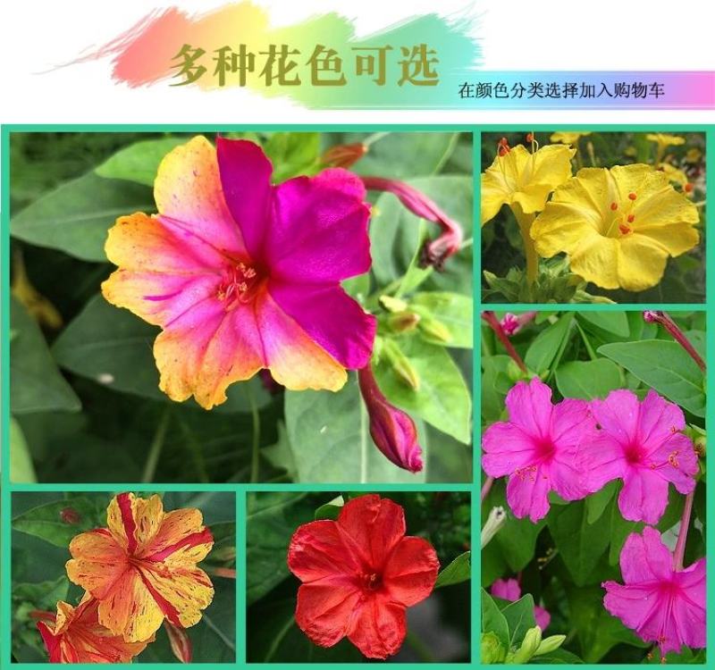 紫茉莉花种子夜来香盆栽地雷花园艺芳香花卉种子春播花籽