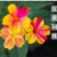 紫茉莉花种子夜来香盆栽地雷花园艺芳香花卉种子春播花籽