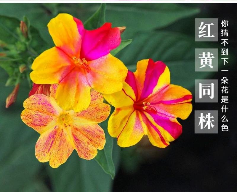 紫茉莉花种子夜来香盆栽地雷花园艺芳香花卉种子春播花籽