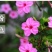 紫茉莉花种子夜来香盆栽地雷花园艺芳香花卉种子春播花籽