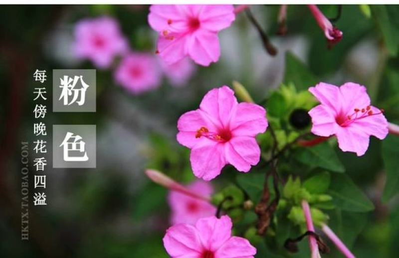 紫茉莉花种子夜来香盆栽地雷花园艺芳香花卉种子春播花籽