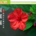 紫茉莉花种子夜来香盆栽地雷花园艺芳香花卉种子春播花籽