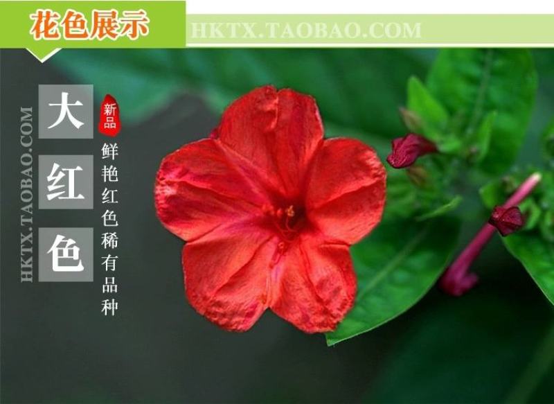 紫茉莉花种子夜来香盆栽地雷花园艺芳香花卉种子春播花籽