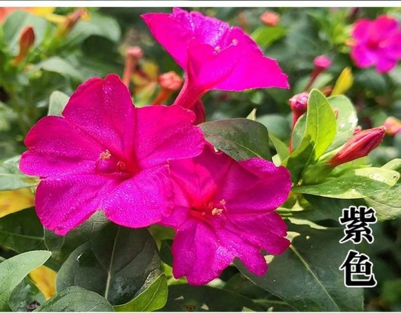 紫茉莉花种子夜来香盆栽地雷花园艺芳香花卉种子春播花籽
