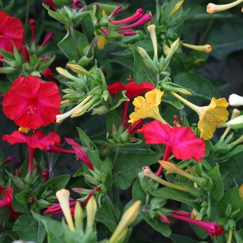 紫茉莉花种子夜来香盆栽地雷花园艺芳香花卉种子春播花籽