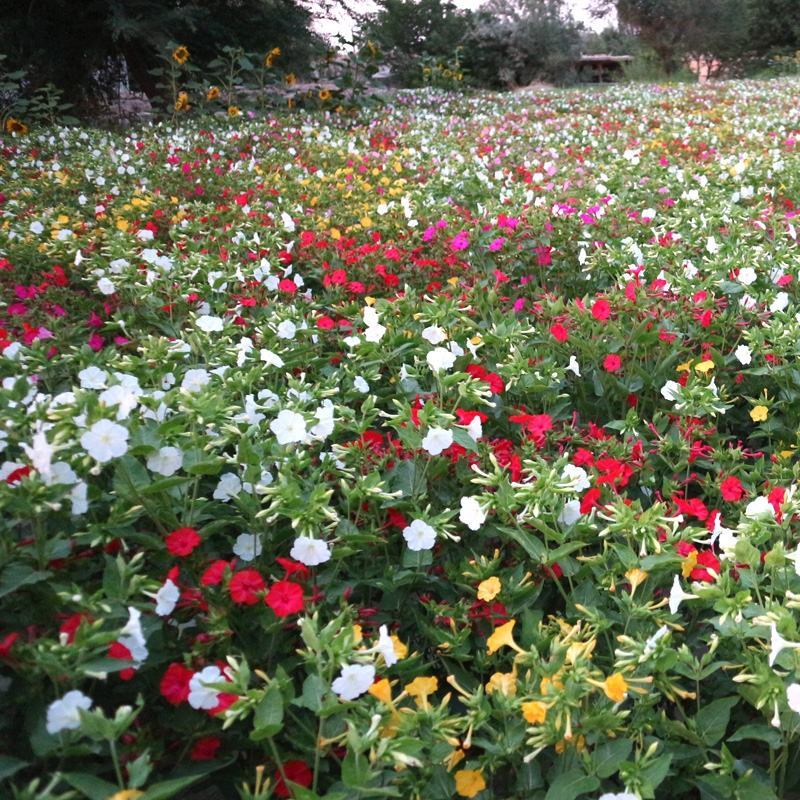 紫茉莉花种子夜来香盆栽地雷花园艺芳香花卉种子春播花籽