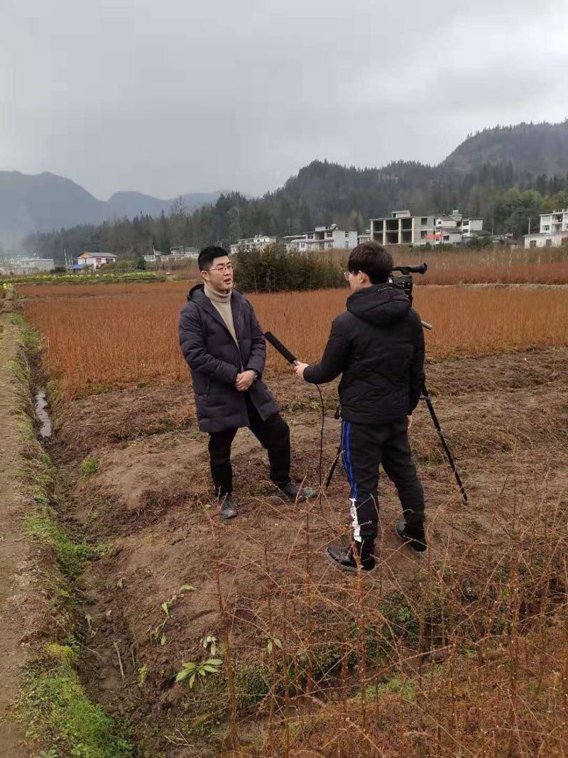 水杉水杉树苗水杉苗绿化树苗杉树苗金叶水杉树基地直供