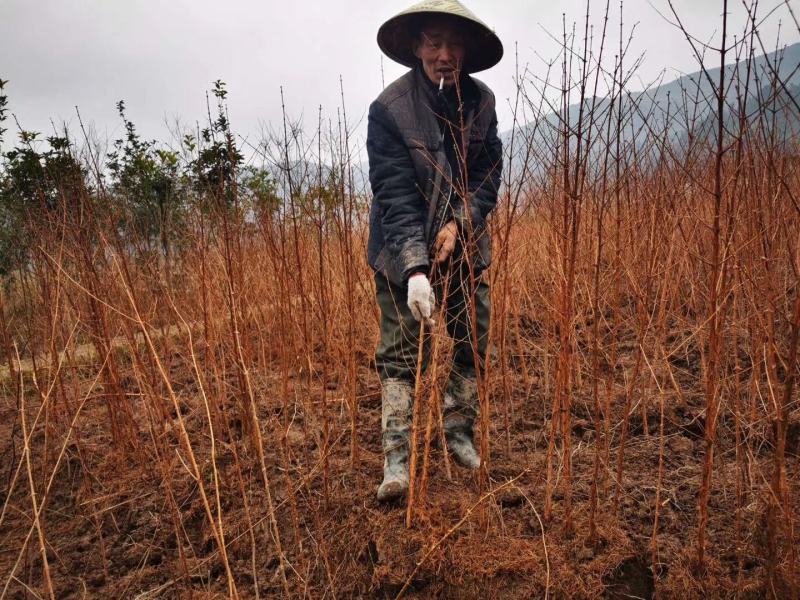 水杉水杉树苗水杉苗绿化树苗杉树苗金叶水杉树基地直供