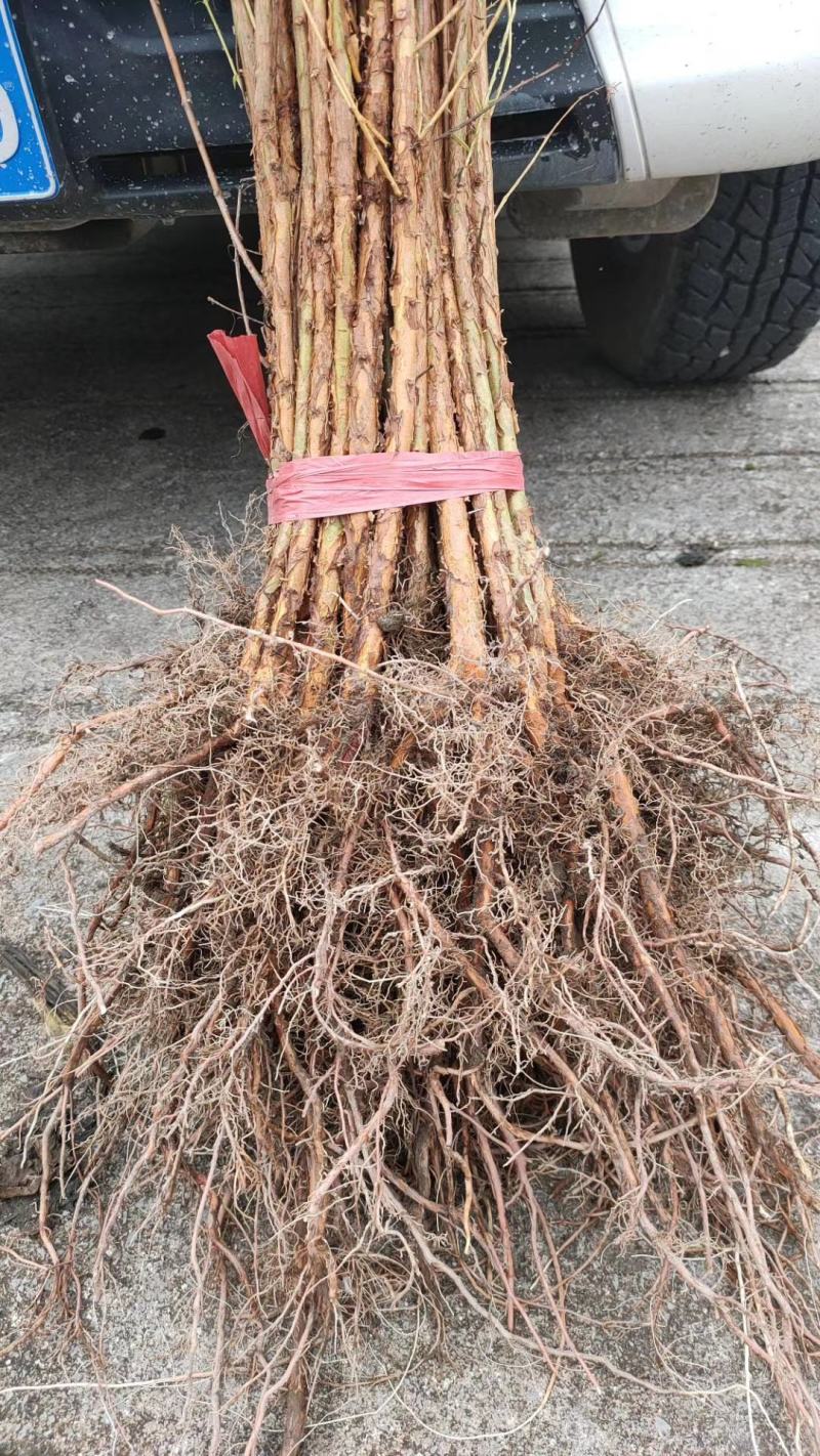 水杉水杉树苗水杉苗绿化树苗杉树苗金叶水杉树基地直供