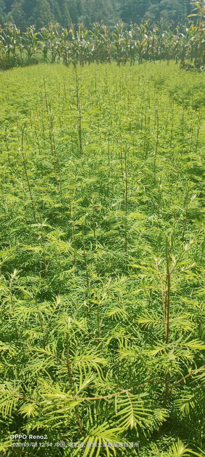 水杉水杉树苗水杉苗绿化树苗杉树苗金叶水杉树基地直供