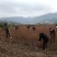 水杉水杉树苗水杉苗绿化树苗杉树苗金叶水杉树基地直供