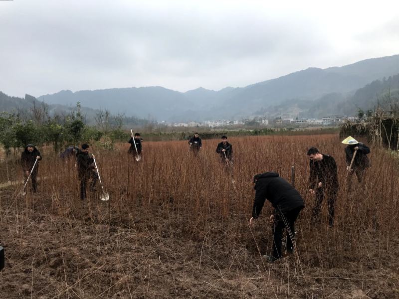 水杉水杉树苗水杉苗绿化树苗杉树苗金叶水杉树基地直供