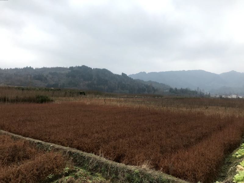 水杉水杉树苗水杉苗绿化树苗杉树苗金叶水杉树基地直供