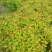 多花种花卉绣线菊种子适合家居室内阳台四季盆栽种植花草