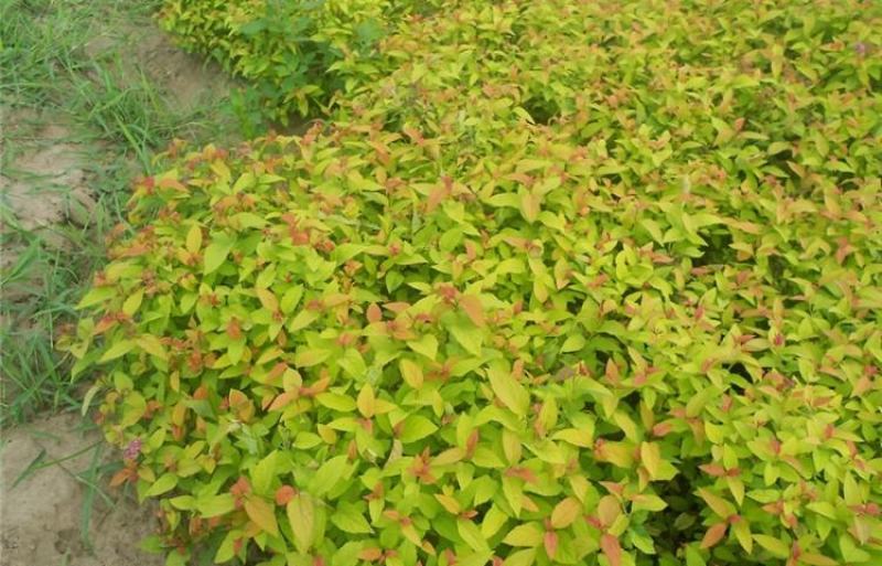 多花种花卉绣线菊种子适合家居室内阳台四季盆栽种植花草