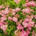 多花种花卉绣线菊种子适合家居室内阳台四季盆栽种植花草