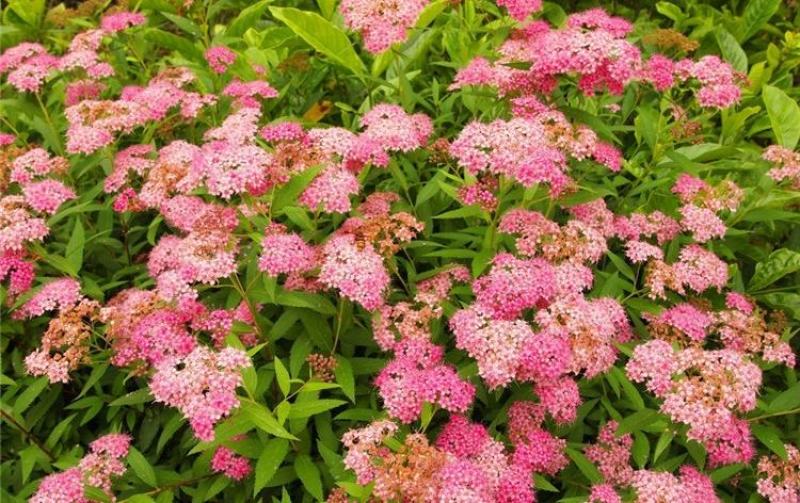 多花种花卉绣线菊种子适合家居室内阳台四季盆栽种植花草