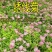 多花种花卉绣线菊种子适合家居室内阳台四季盆栽种植花草