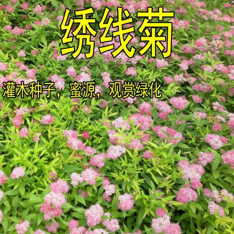 多花种花卉绣线菊种子适合家居室内阳台四季盆栽种植花草