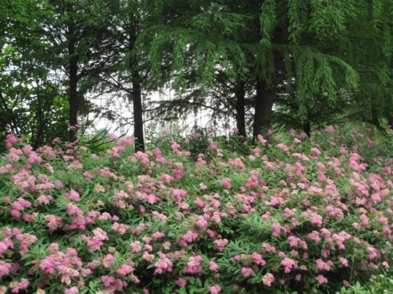 多花种花卉绣线菊种子适合家居室内阳台四季盆栽种植花草