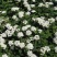 多花种花卉绣线菊种子适合家居室内阳台四季盆栽种植花草