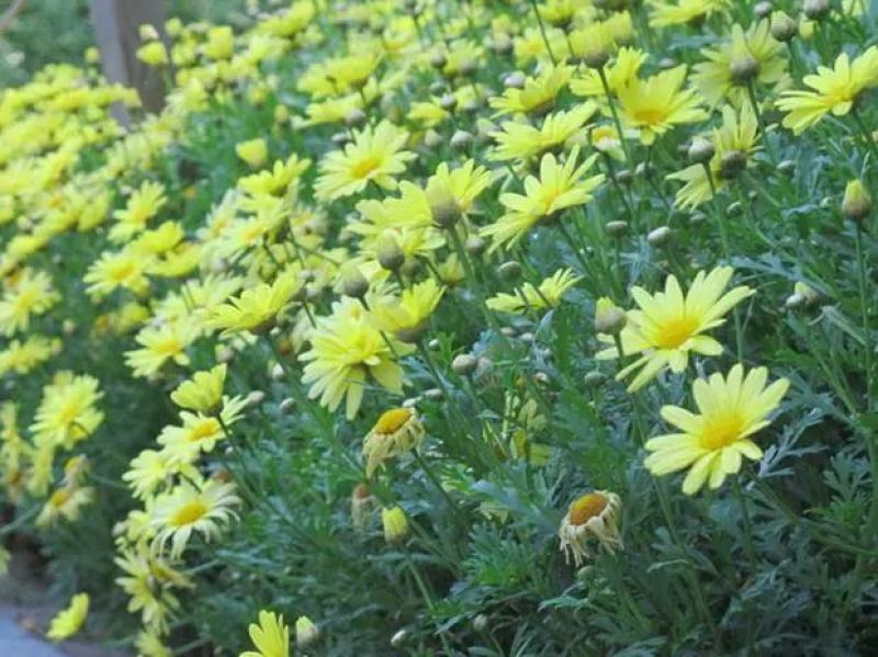 茼蒿菊种子木茼蒿多年生宿根花草种子木春菊种子景观花海易种