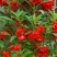 凤仙花种子籽四季庭院盆栽地栽凤仙透骨草指甲花急性子桃红金