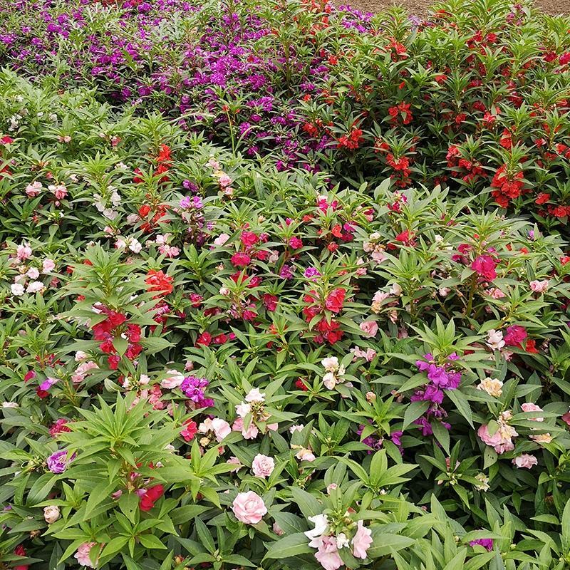 凤仙花种子籽四季庭院盆栽地栽凤仙透骨草指甲花急性子桃红金