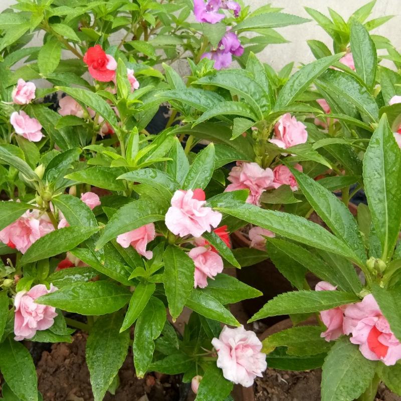 凤仙花种子籽四季庭院盆栽地栽凤仙透骨草指甲花急性子桃红金