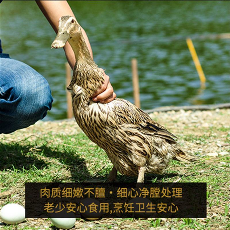 【现杀速冻】农村散养活体鸭子鸭肉新鲜土鸭白条鸭厂家直销