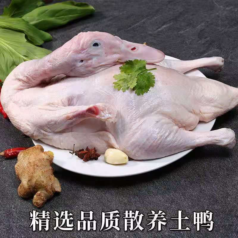 【现杀速冻】农村散养活体鸭子鸭肉新鲜土鸭白条鸭厂家直销