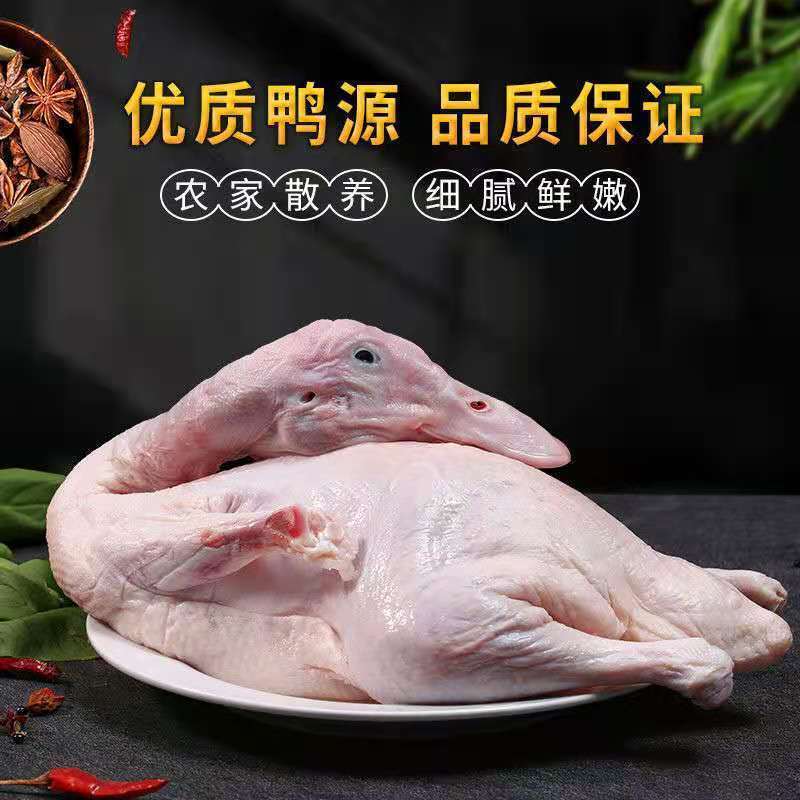 【现杀速冻】农村散养活体鸭子鸭肉新鲜土鸭白条鸭厂家直销