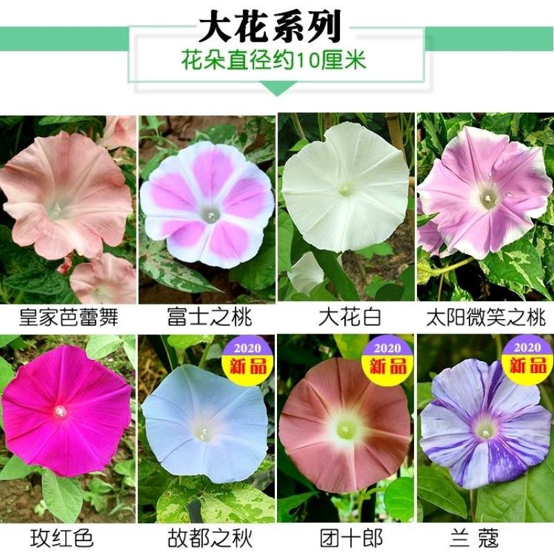 牵牛花种子爬山虎种子爬藤爬墙花卉混色开花不断盆栽四季易播