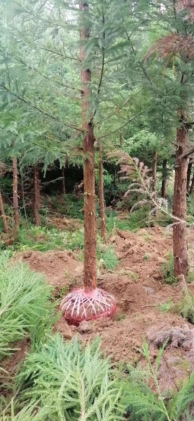 柳杉苗基地直发，工程苗，造林苗柳杉，现挖现发，四季常青