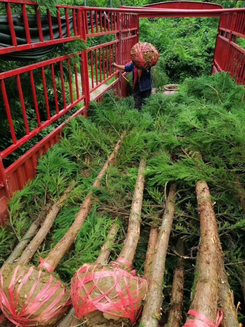 柳杉苗基地直发，工程苗，造林苗柳杉，现挖现发，四季常青