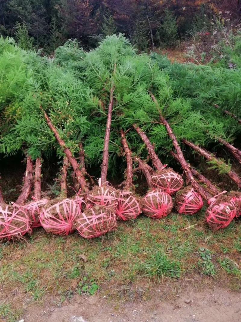 柳杉苗基地直发，工程苗，造林苗柳杉，现挖现发，四季常青