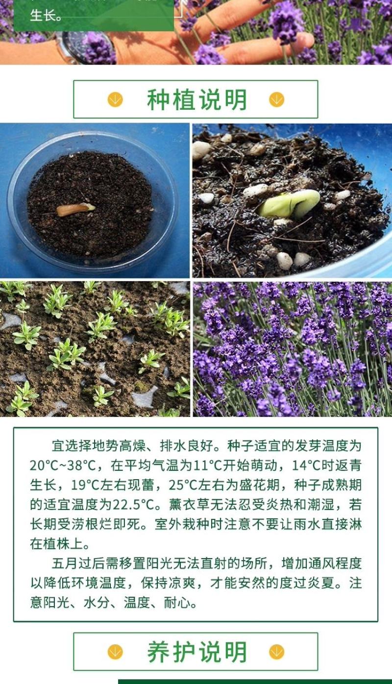 薰衣草种子四季播种阳台庭院室植物天驱蚊虫秋季香草花籽净化