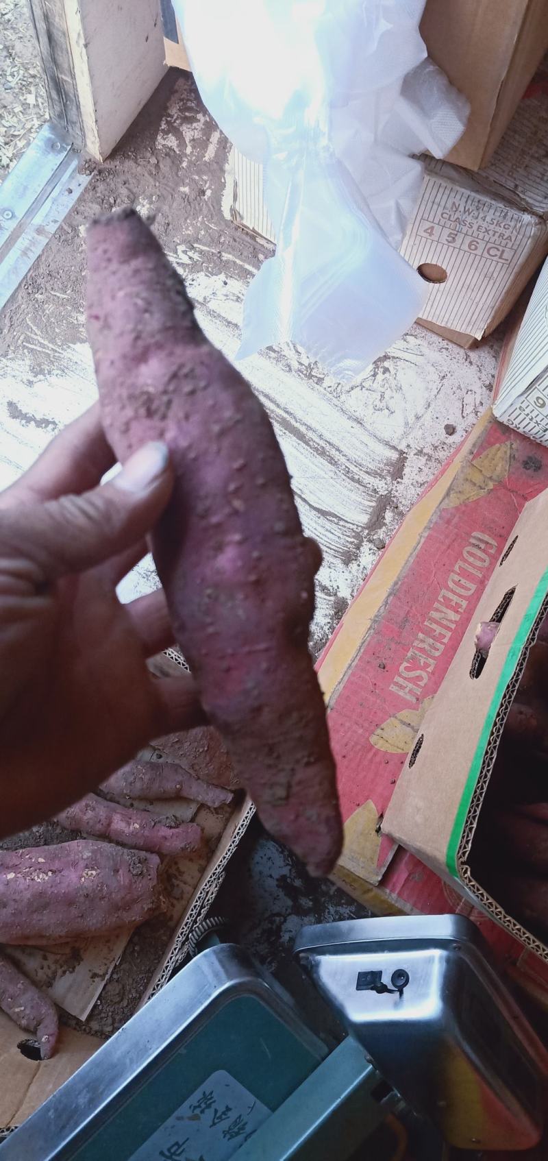 济薯26口感好，老地瓜味