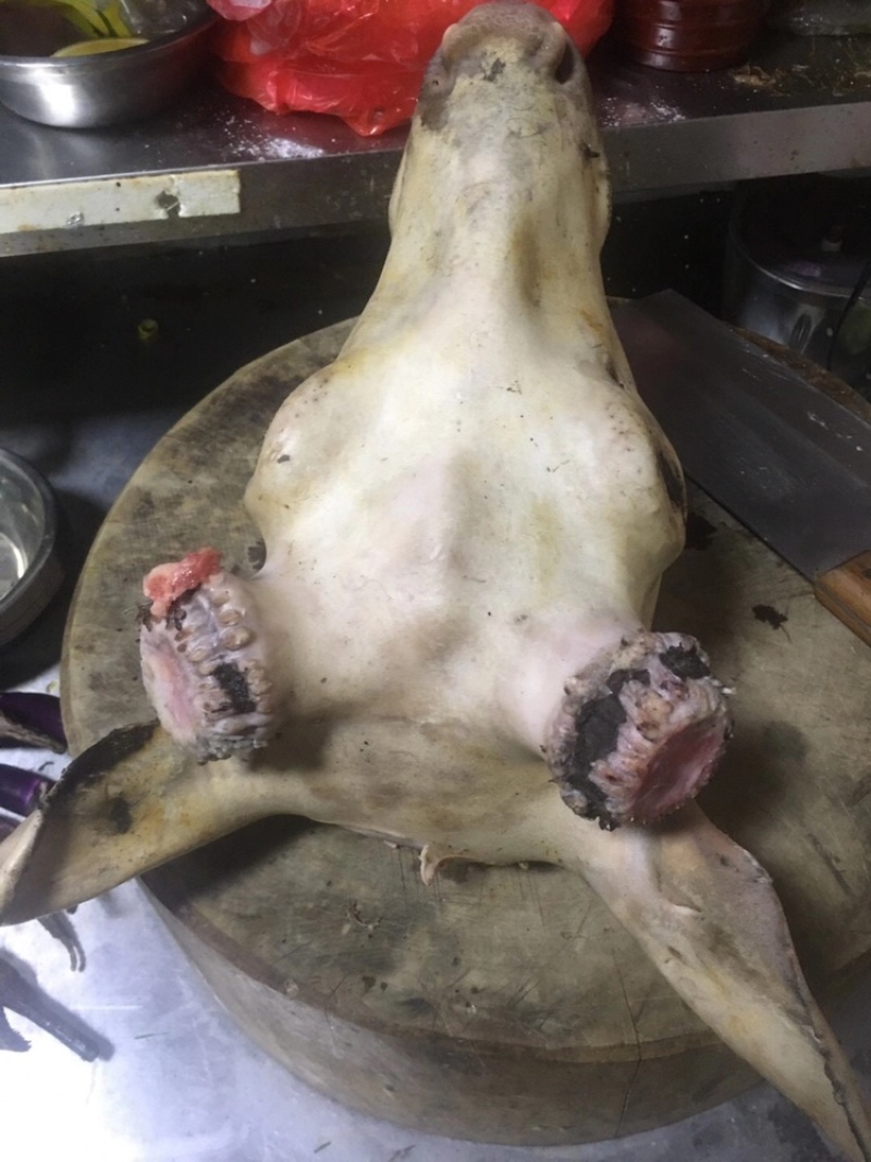 新鲜鹿头梅花鹿鹿头肉冷冻8斤以上发货长春鹿场家养